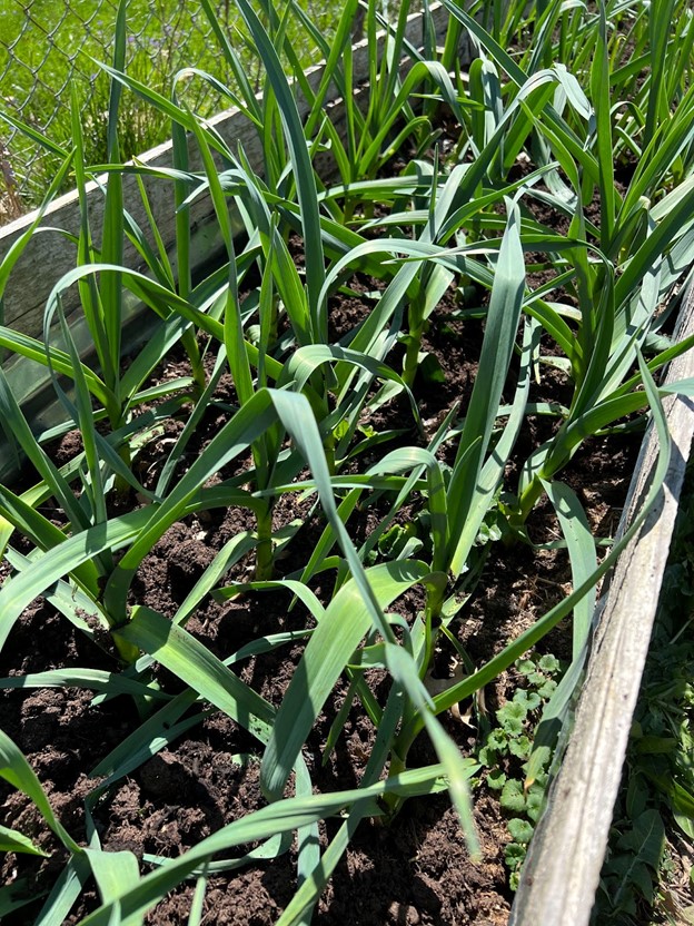 Garlic Grater  Roots & Harvest Homesteading Supplies