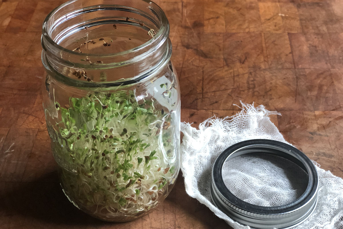 GROWING SPROUTS IN MASON JARS 