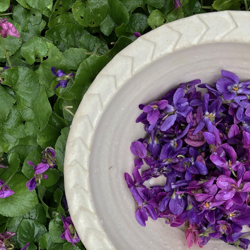 bowl of wild violets